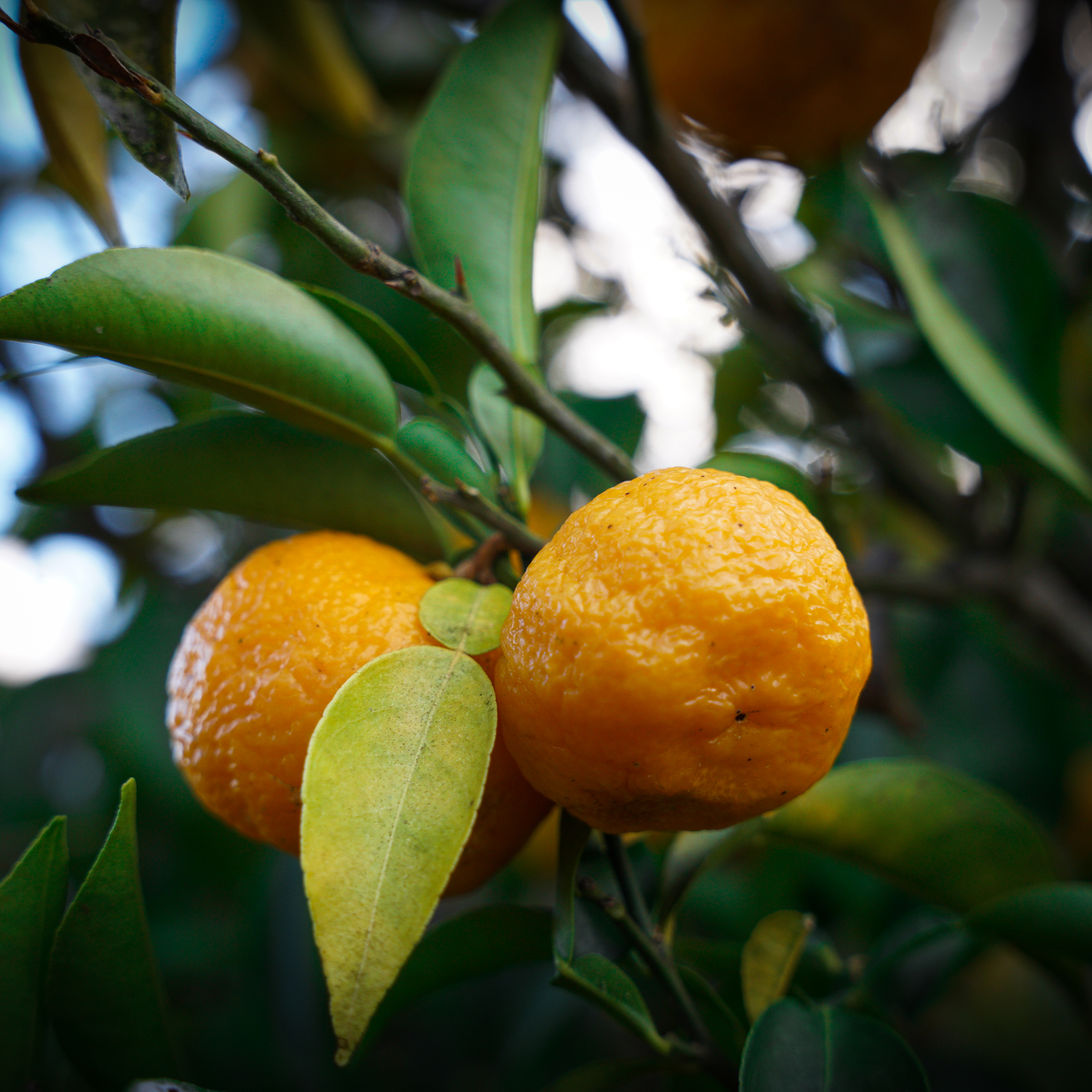 精神障害者搬送